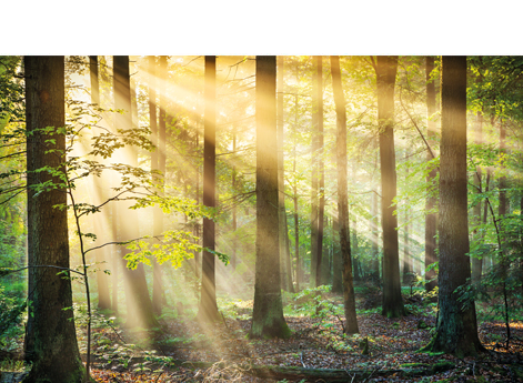 Nachhaltige und ökologische Verpackungsproduktion in Deutschland FSC® zertifizierte Verpackungen, nachhaltige Verpackungen